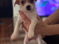 Sahiplendirme chihuahua yavrular