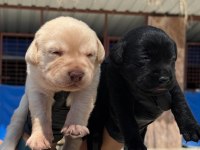 Labrador siyah renk bebekler hazır