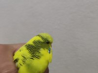Tek erkek jumbo muhabbet kuşu