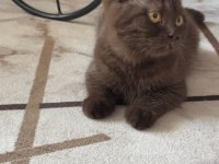 Kehribar Gözlü Çikolata British Shorthair
