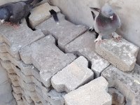 Damızlık oyunlu kuşlar