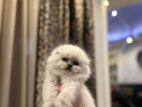 EVİNİZİN NEŞESİ SCOTTISH FOLD YAVRULAR