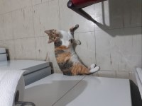 ŞAPŞAL SURAT KEDİMİZ