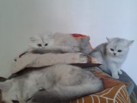 scottish fold british straight