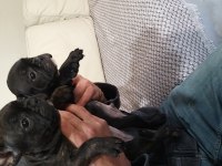 French bulldog yavruları