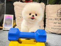 Veteriner Kontrollü Pomeranian Yavru