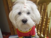 GÜZELLER GÜZELİ MALTESE LİLAMI SAHİPLENDİRİYORUM