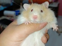 4 AYLIK FULL EĞİTİMLİ HAMSTER