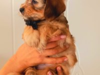 55 Günlük Maltipoo Yavrusu Kıvırcık Tüylü