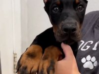 Tuvalet eğitimli doberman yavrular