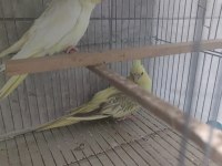 Petshop fiyatına sultan papağanı