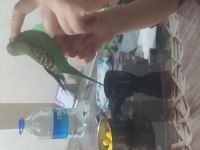 Erkek spangle muhabbet kuşu yavru