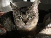 Scottish fold oğluma yuva arıyoruz
