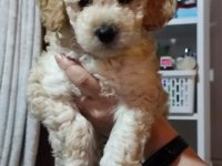 Toy Poodle 2 aylık ev üretimi Yavrularımız