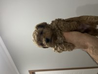 Toy poodle yavrular