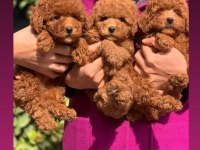 Toy Poodle Bebeklerimiz