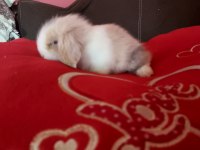 Lop tavşanı yavrusu