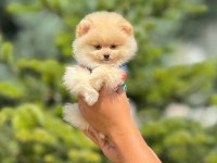 Pofuduk pomeranian cinsi yavrularımız