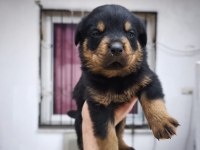 A KALİTE ROTTWEİLER BEBEKLER