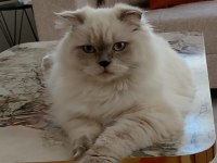 Safkan British Blue Point Yavrular