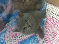 British shorthair yavru