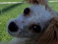 Sahiplendirilecek Köpeğimiz 2 Yaşında