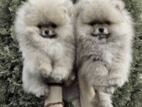 Pomerianan Boo Yavrular İçin Ulaşın