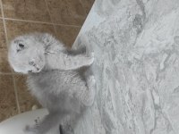 Scottish fold sıfir kulak