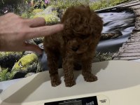 Harika Kore Poodle Yavrusu