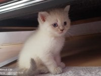 EV ORTAMINDAN A KALİTE BLUE POİNT BRİTİSH SHORTHAİR YAVRULAR