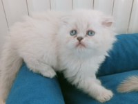 Mavi gözlü british longhair bebeğim