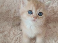Ny Serisi British Shorthair Bebişler