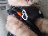 British shorthair ve iran kırması PAŞA