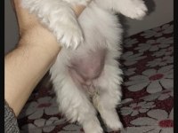 Orijinal safkan pekinez bebek köpekler