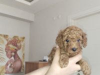 4 poodle yavru