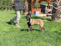 FULL EĞİTİMLİ BELÇİKA KURDU 7 AYLIK