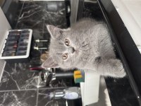 Dünya güzeli bebek kedilerimiz yeni yuvalarını arıyor