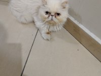 Anne iran chinchilla baba british shorthair