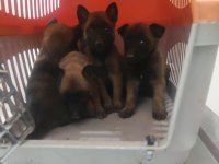 Günü gelen aşıları tam mükemmel malinois yavru köpekler