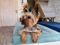 Orjinal Teacup Erkek Yorkshire Terrier 1800gr