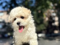 Maltipoo Poodle Pomeranian Boo