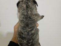 HAMBURGER SURAT PUG YAVRULARI