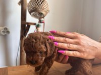 Çok Tatlı, Red Brown, Orijinal Toy Poodle Yavruları