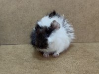 Ginepig Yavrusu Gün İçi Gönderim Sağlanmaktadır