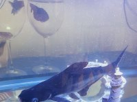 PENGASUS CİNS KÖPEK BALIĞIMIZ SAĞLIKLI 23 CM