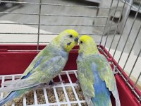 RAINBOW ÜST VASIF MUHABBET TAKIMLAR AÇIKLAMAYI OKUYUN