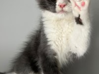 MAVİ GÖZLÜ MİNİK DEV PRENS KEDİMİZ HİRO