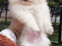 POMERANİAN BOO KÖPEĞİ