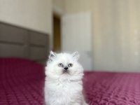 BRITISH LONGHAIR BLUE POİNT YAVRULARIM 