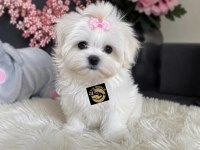 Maltese Dişi Yavrularımız